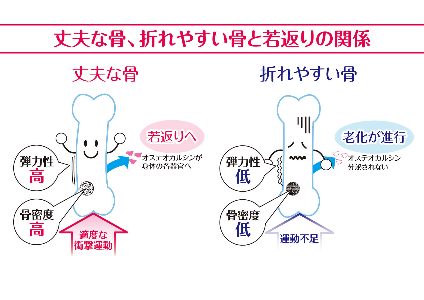 骨を強くする5つの方法